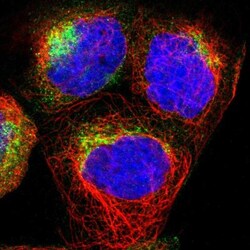 Synaptogyrin 2 Antibody, Novus Biologicals 0.1mL; Unlabeled:Antibodies,